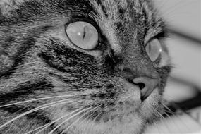 monochrome macro photo of a domestic tabby cat