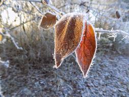 Frost Cold Frozen