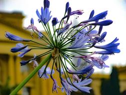 Purple, blue and white with blurred background with the museum monument