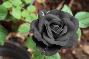 black rose on a bush