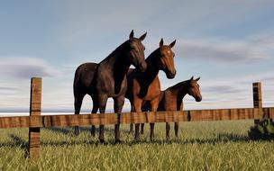 brown horses in a paddock in a meadow