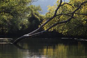 tree leaning over a lake