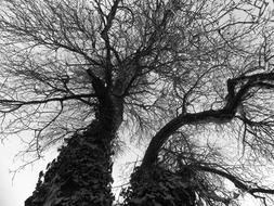 Autumn Seasonal trees