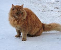 Cat Red Winter snow
