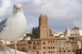 Seagull at ancient city, italy, Rome