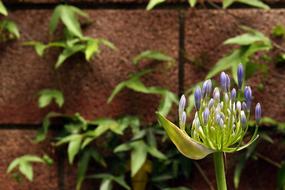 The Buds Blue Agapanthus Flower