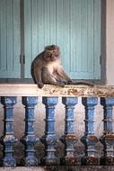 Fluffy monkey on the window