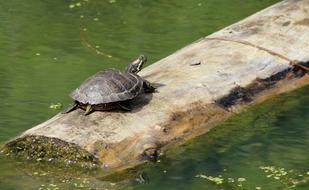 goodly Turtle Animal Carapace