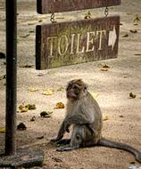 cute brown Monkey Thailand