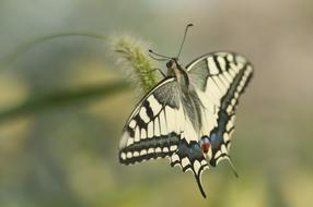 Butterfly Nature Insect