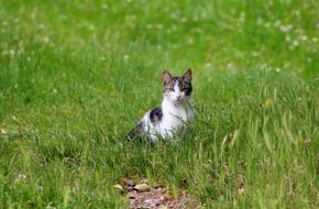 attentive cat in the grass on a blurred background
