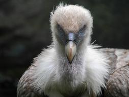 Vulture Bird close-up on blurred background