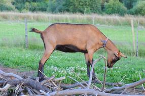 young Goat on Farm