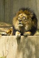 Lion resting in Zoo