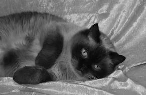 Cat British bkack and white