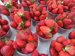 Healthy garden strawberries