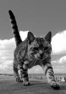 goodly Cat Black White Photo