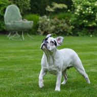 goodly Dog French Bulldog