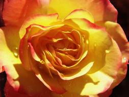 Rose with Yellow Petals at sun
