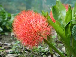 Tennis Spent Blood Lily Flower