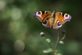 perfect Peacock Butterfly Insect