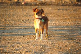 Hybrid Dog Standing on sand