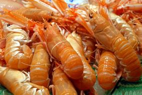 Tasty healthy shrimp