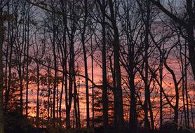 a silhouette of trees with the sunset