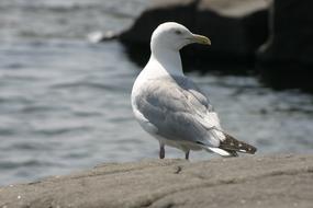 seagull stands on gray sand by the sea