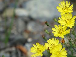 Knife Heel Grass Compositae Herb
