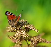 Butterfly Nature Green