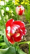 red Tulip Flower Floral