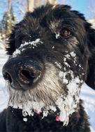 portrait of fabulous Goldendoodle Dog