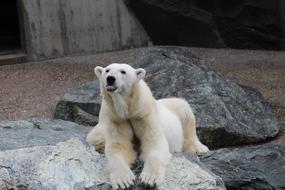 pretty White Bear Animal