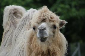 irresistible Animal Camel