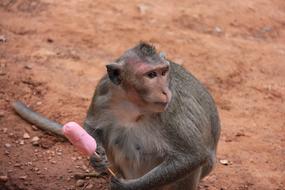 Monkey with Ice Cream