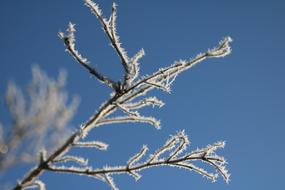 Winter Frost Hoarfrost