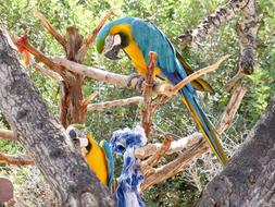 irresistible Parrot Colorful Exotic