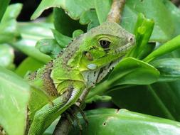 Iguana Reptile Bonaire