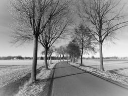 Road Rural Tree Lined avenue