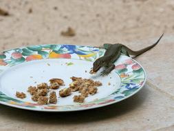 lizard eats from plate