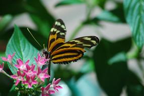 Butterfly Beauty in fkowers