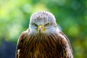 Red Kite portrait