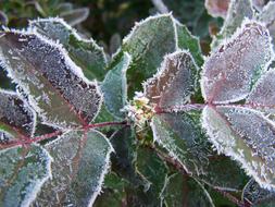 Frost Rime Winter