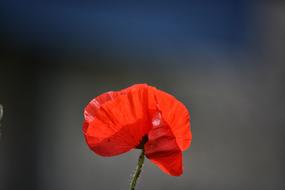 Poppy Flower Flora Wild