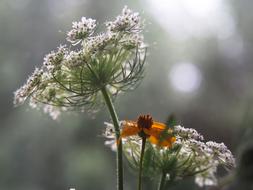 Plants Garden Flowers macro view