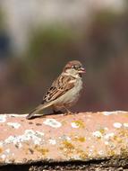 Sparrow Bird