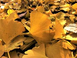 Maidenhair Tree Gingko Yellow leaves