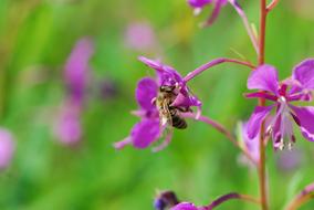 Flower Bee Nature