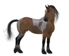 horse colorful brown drawing